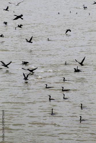 Flock of Cormorants land on water
