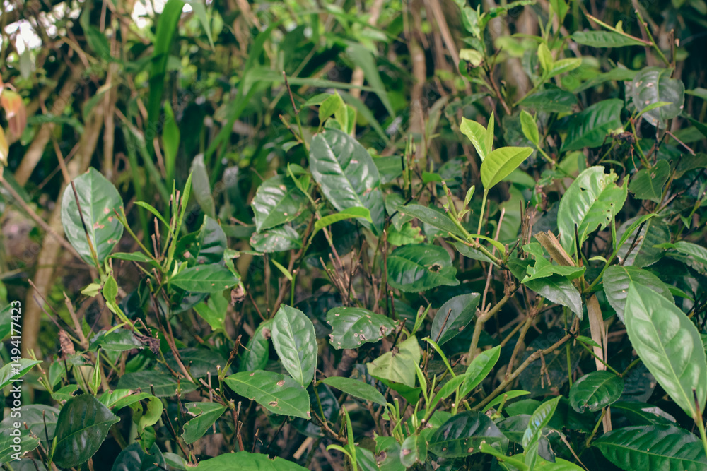 Fototapeta premium Majestic Landscapes of Sri Lanka. Breathtaking Beauty Capturing the Serene Essence of Nature in Stunning Landscapes. A Journey Through Picturesque Nature Landscapes. The beauty of Nature’s Landscape