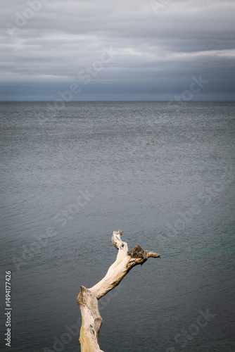 Lone drift wood in water on moody cloudy day