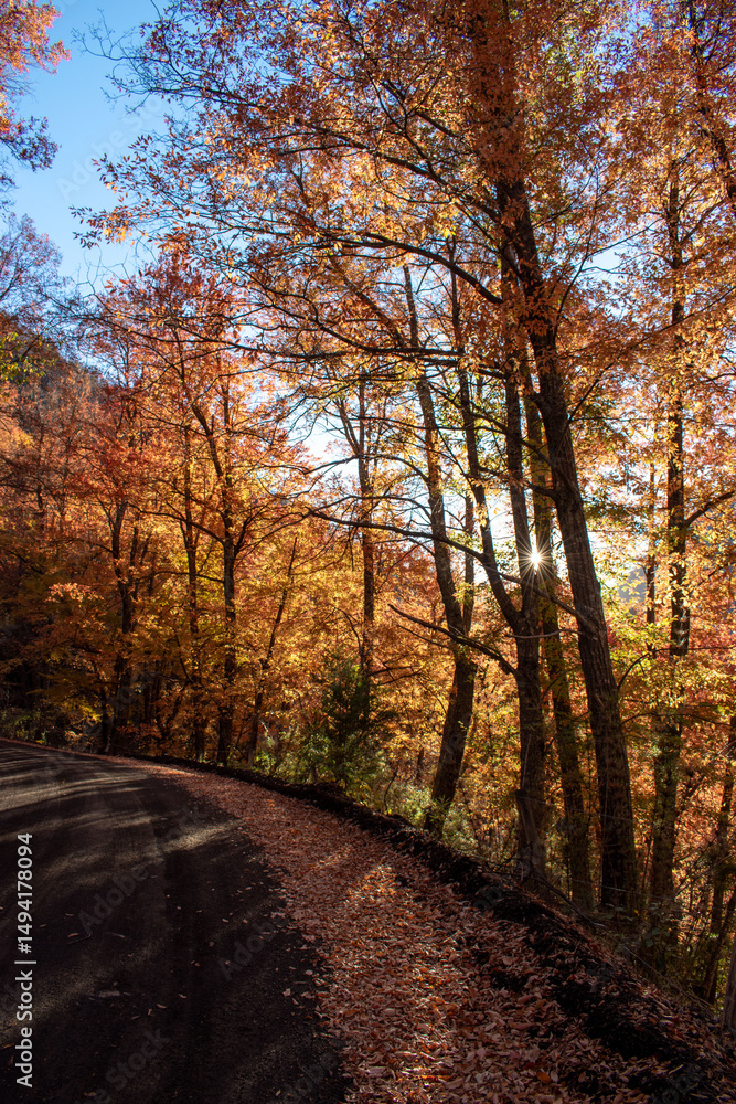 Obraz premium Autumn colors in China Muerta National Reserve, Chile
