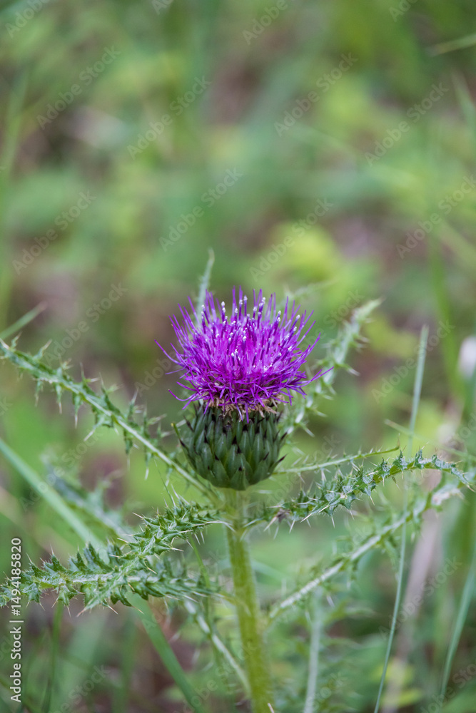 Purple thistle flower Purple thistle flower