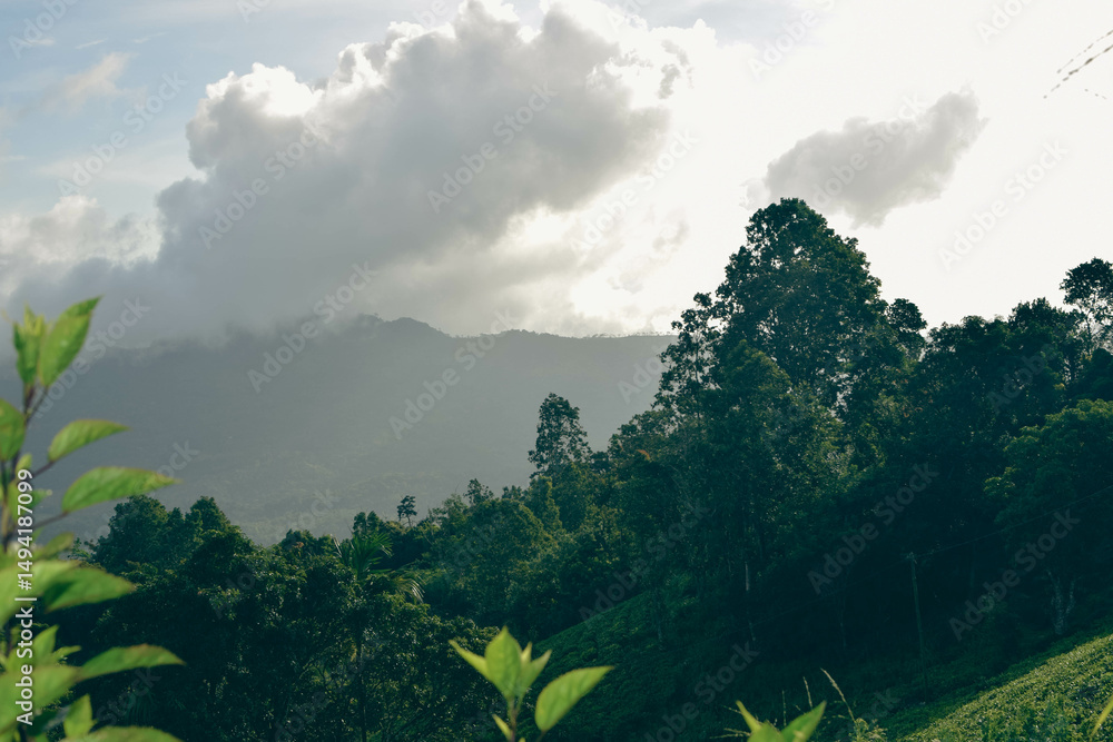 Obraz premium Lush Green Mountain Range Covered with Dense Forest Trees and Native Plants in Natural Landscape. Scenic View of Verdant Mountain Hills with Evergreen Trees and Nature-Loving Flora. Sinharaja Forest