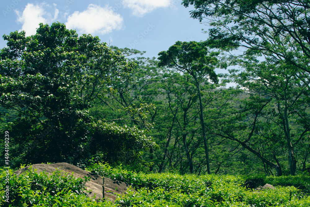 Obraz premium Lush Green Mountain Range Covered with Dense Forest Trees and Native Plants in Natural Landscape. Scenic View of Verdant Mountain Hills with Evergreen Trees and Nature-Loving Flora. Sinharaja Forest