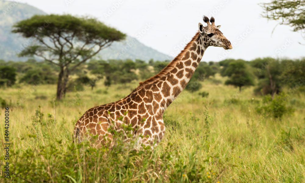 Obraz premium giraffe in the savannah