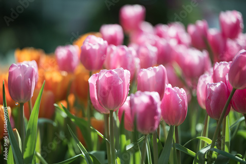 Pink and orange tulips blooming at ornamental garden in spring time, Flower background