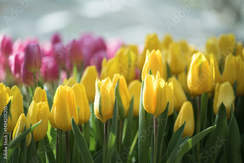Yellow and pink tulips blooming at ornamental garden in spring time, Flower background
