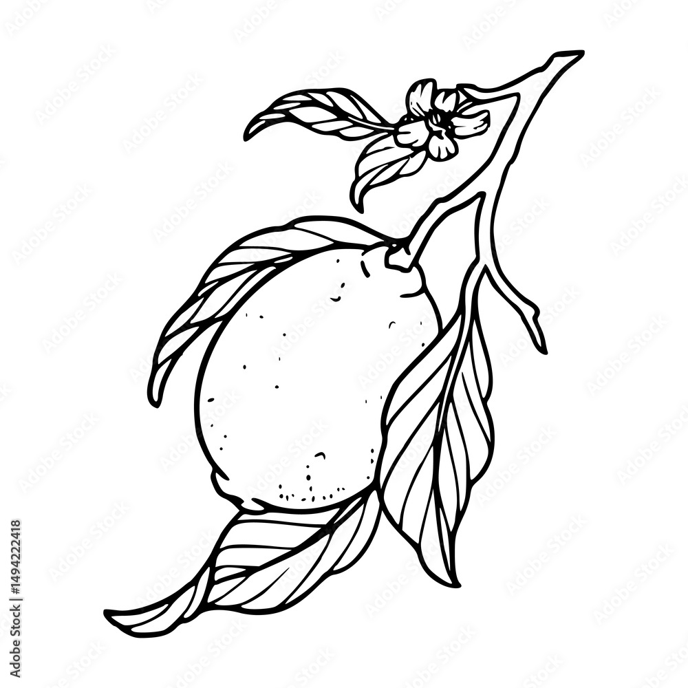 Fototapeta premium fresh fruit on branch botanical drawing