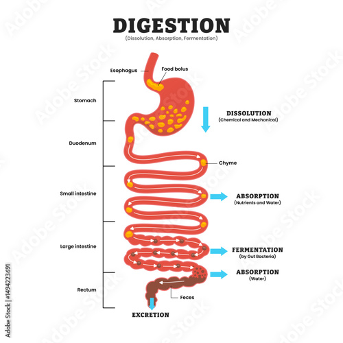 Digestion Dissolution Absorption and Fermentation, educational medical poster design healthcare scheme, human stomach internal organs. Labeled duodenum, intestine, rectum, excretion.