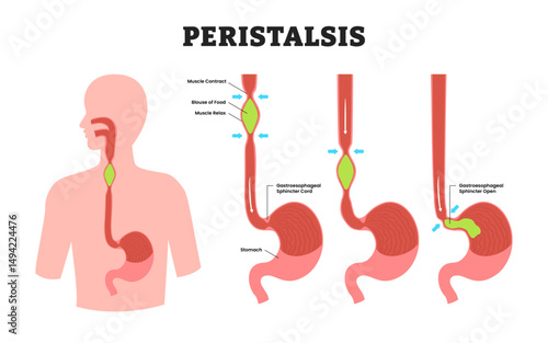 Peristalsis, educational medical poster design healthcare scheme, human stomach internal organs. Labeled intestinal motility, muscle contractions that move food through the digestive tract.