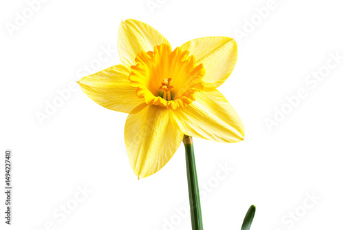 Wallpaper Mural a single yellow flower in a vase Torontodigital.ca