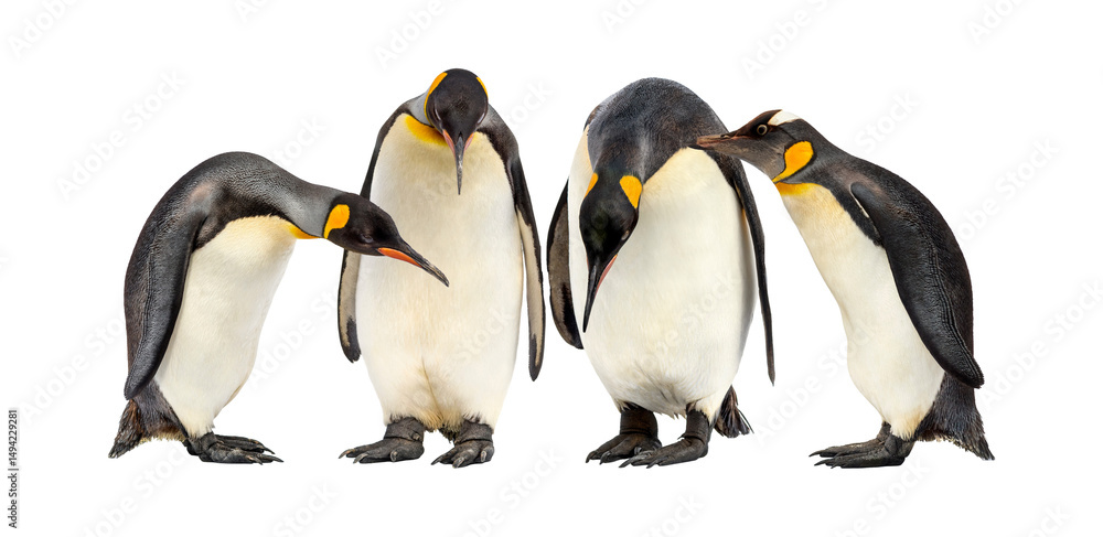 Obraz premium emperor penguins isolated on transparent background.