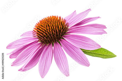 a purple flower with a green leaf on it