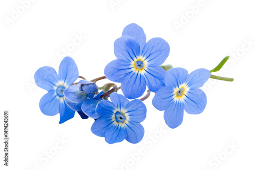 a bunch of blue flowers on a white background