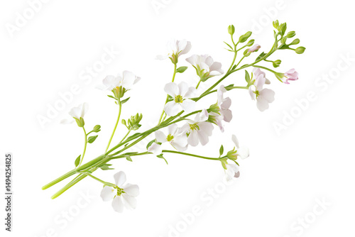 a white flower with green stems and white flowers