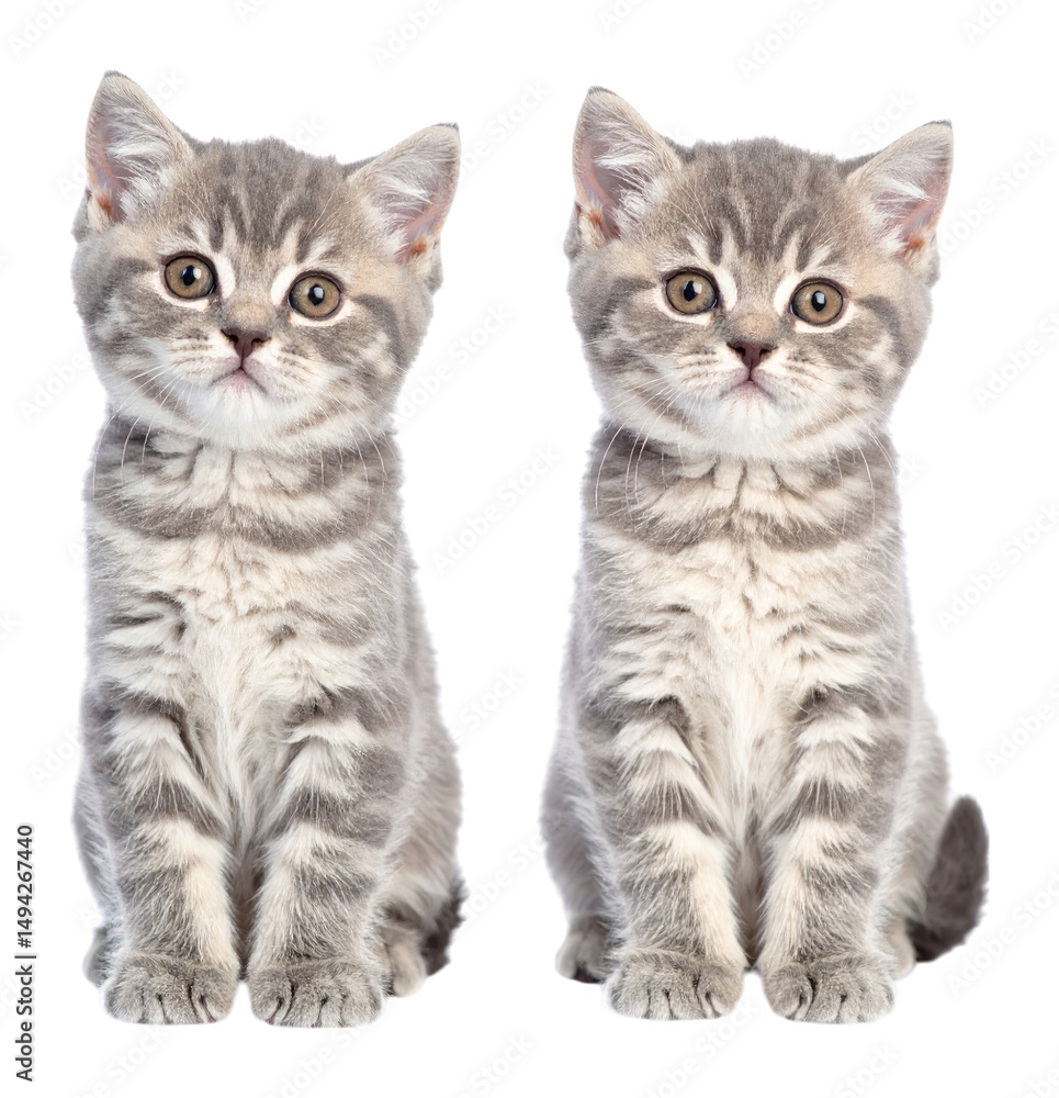 Two Fluffy British Shorthair Kittens with Sparkling Curious Eyes, Isolated on Transparent Background