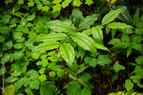 Wallpaper Mural green leaves background Torontodigital.ca