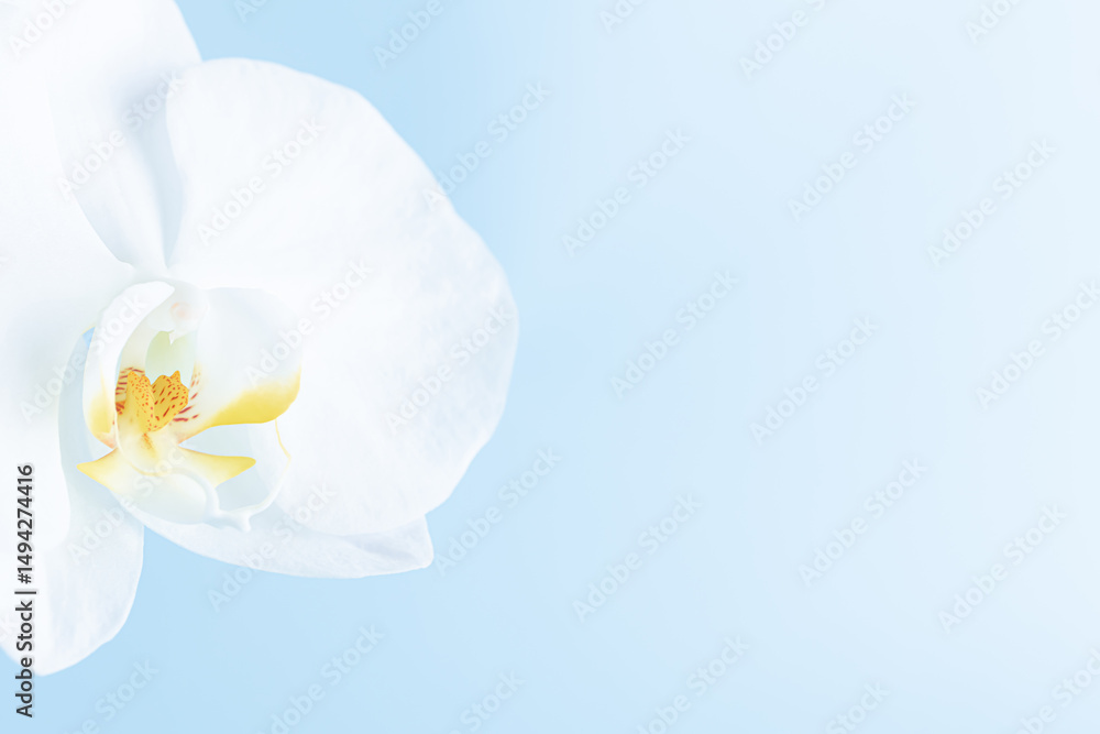 Obraz premium 喪中はがき 胡蝶蘭 花背景