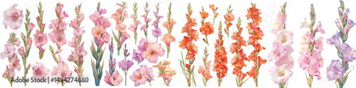 gladiolus watercolor clipart