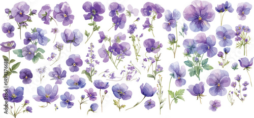 violet flower watercolor clipart