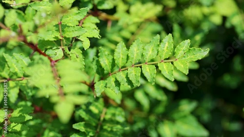 葉山椒