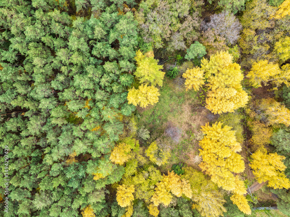 Naklejka premium Aerial drone view of stunning colorful autumn fall forest.
