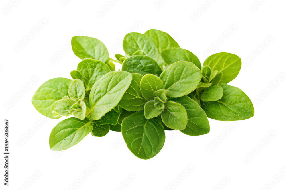 a bunch of spinach leaves on a white background a bunch of spinach leaves on a white background
