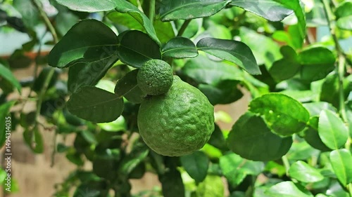 Kaffir lime
