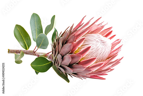 a pink flower with leaves on a white background