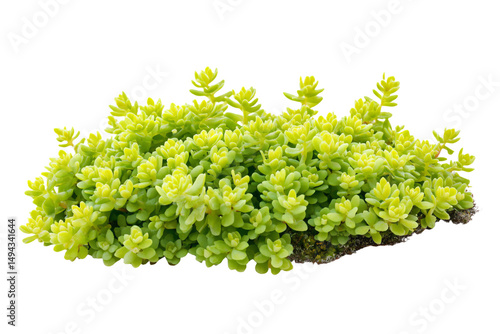 a green plant with small leaves on a white background