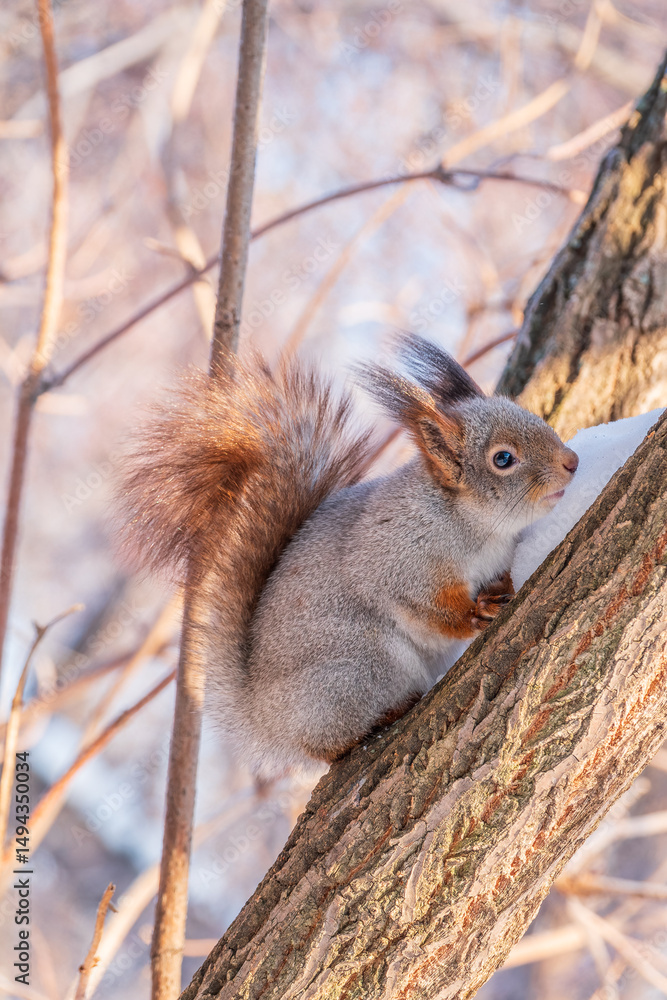 Fototapeta premium Squirrel in winter sits on a tree trunk with snow