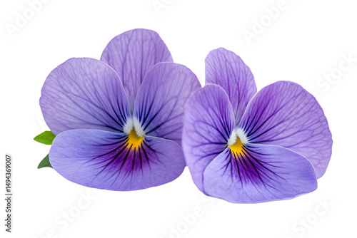 three purple pansies are shown against a white background