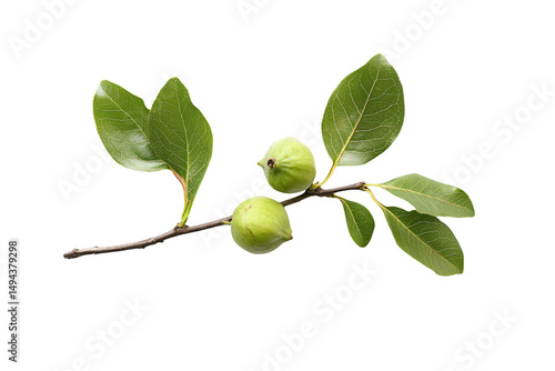 Wallpaper Mural a branch with green fruit on it Torontodigital.ca