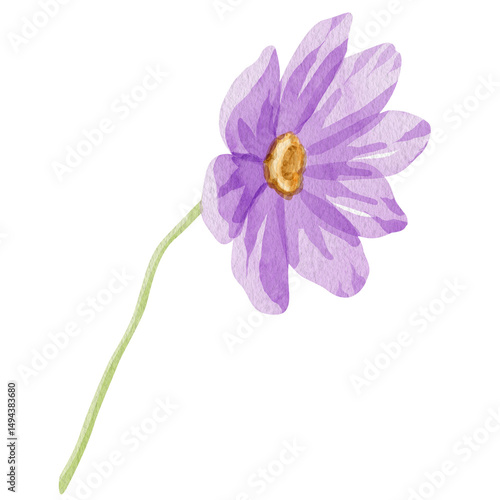 Cosmea flower. Hand-drawn watercolor illustration of a cosmos bipinnatus isolated on white background. Perfect for wedding invitations, botanical prints, minimalist home decor, romantic greeting cards