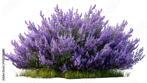 Fototapeta Naklejka Na Ścianę i Meble -  Lavender bush blossom garden nature scene
