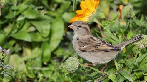 Sparrow Interacting with Flowers in Lush Garden photo
