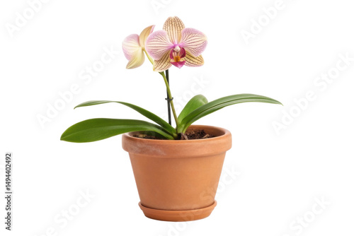 Wallpaper Mural PNG Potted pink orchid with green leaves in terracotta pot Torontodigital.ca