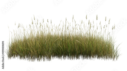 Tall grass and seed heads isolated on transparent background
