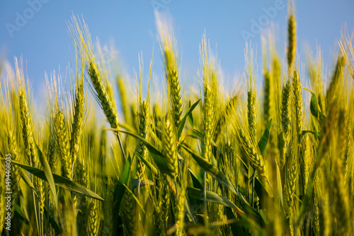 USA, Washington State, Eastern Washington,  Palouse Region. Colfax. Green wheat.