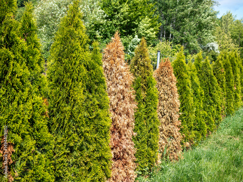 A row of Thuja occidentalis 'Smaragd' trees with several dried and discolored specimens among healthy green ones, illustrating common issues in ornamental hedge planting.