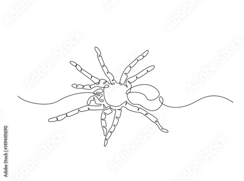 Tarantula spider single outline illustration. Continuous line art drawing of wild spider. Editable stroke.