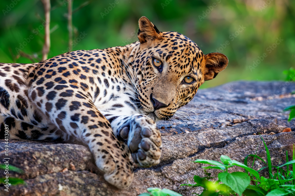 Obraz premium Leopard relaxes on a rock in a lush green habitat, showcasing its striking coat and sharp gaze during the golden hour