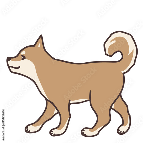 Walking Shiba Inu dog facing left
