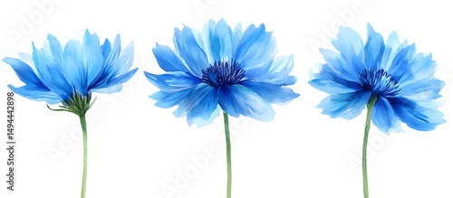 Blue cornflower watercolor illustration isolated on transparent background, botanical floral design, natural wildflower, detailed artistic painting, spring summer flower, decorative bouquet element