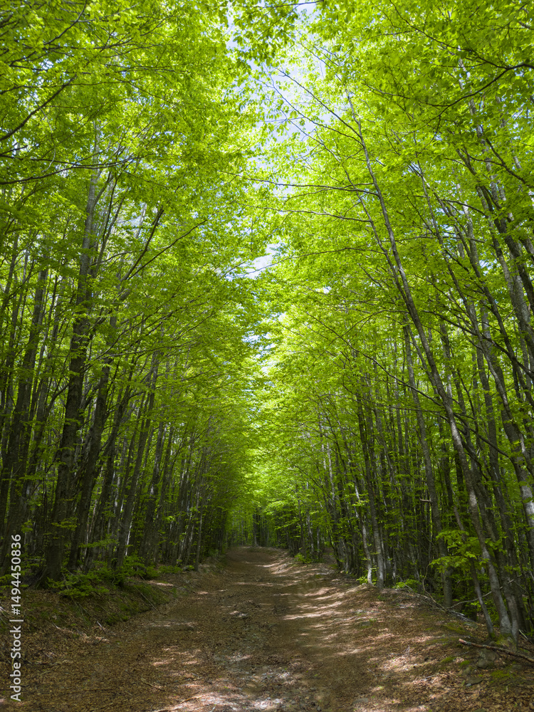 Fototapeta premium Path of verdant beech trees in the vibrant heart of nature