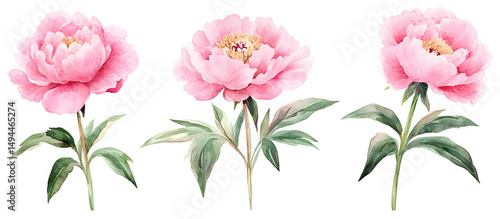 Fototapeta Naklejka Na Ścianę i Meble -  Pink peony flowers watercolor illustration isolated on transparent background, delicate botanical art, natural floral design, spring garden bloom, decorative bouquet element