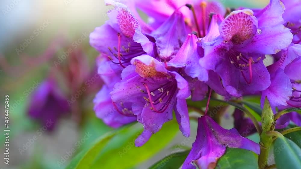 Rhododendron flower, blooming rhododendron Ponticum, Catawbiense. Rhododendron blossom close up. Purple flowers blooming shrub. Flowers of bright colors, closeup. Slow motion Rhododendron flower, blooming rhododendron Ponticum, Catawbiense. Rhododendron blossom close up. Purple flowers blooming shrub. Flowers of bright colors, closeup. Slow motion