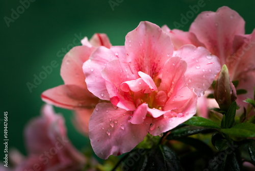 as lindas flores que estão no meu jardim, como azaleia e outras.