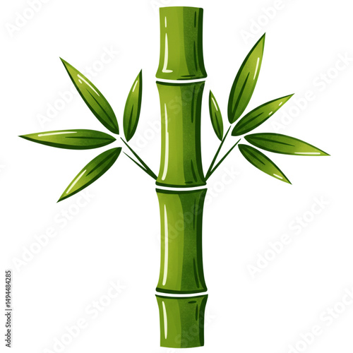 bamboo on white background