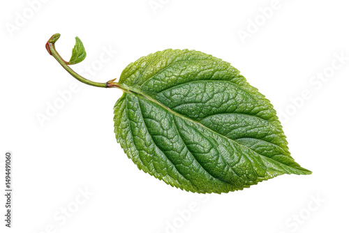 PNG Detailed green leaf with stem on black background
