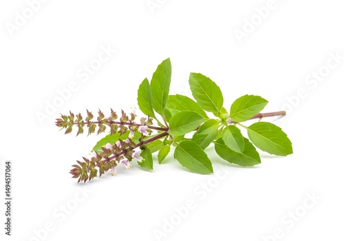 holy basil isolated on white background